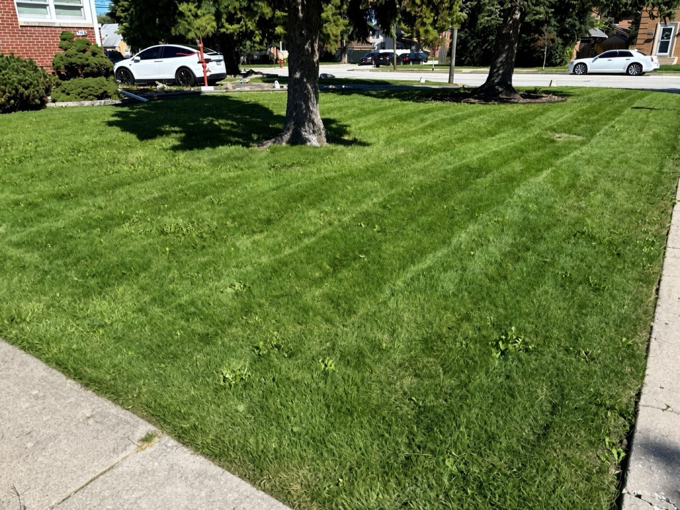 Freshly mowed lawn with clean stripes